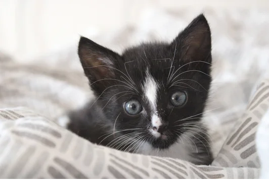 Professionele medische dierenzorg in Ridderkerk - B&F Animal Care
